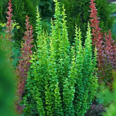 Барбарис ЭРЕКТА тунберга в Светлогорске