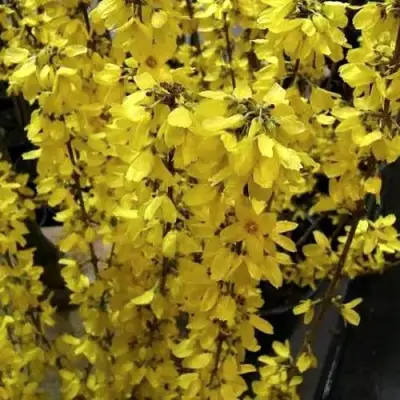 Форзиция ГОЛДРАУШ в Светлогорске