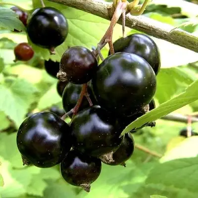 Смородина чёрная ШАРОВИДНАЯ в Светлогорске