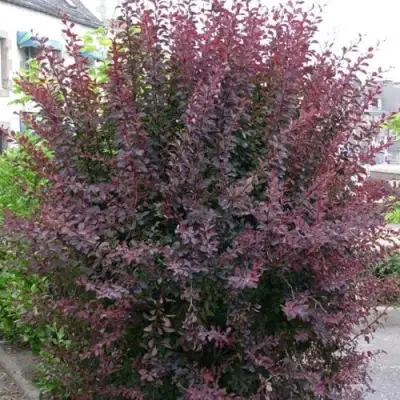 Барбарис АТРОПУРПУРЕА тунберга в Светлогорске