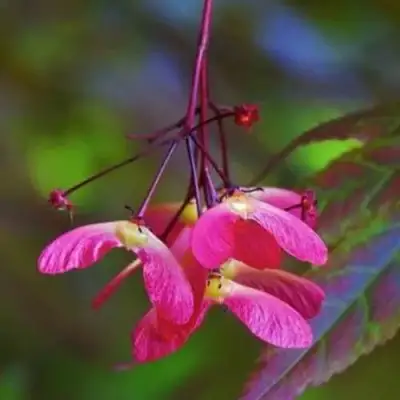 Клен пальмолистный в Светлогорске