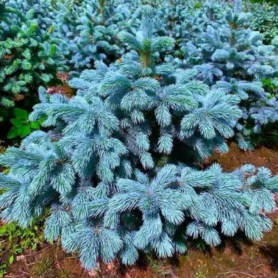 Ель СУПЕР БЛЮ СИДЛИНГ колючая в Светлогорске