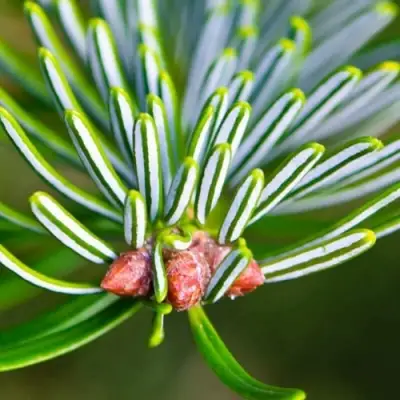 Пихта белая в Светлогорске