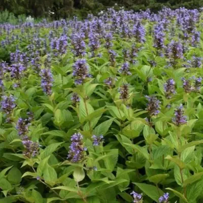 Котовник БЛЮ ДРИМС полусидячий в Светлогорске