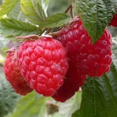 Малина ГЕРАКЛ в Светлогорске