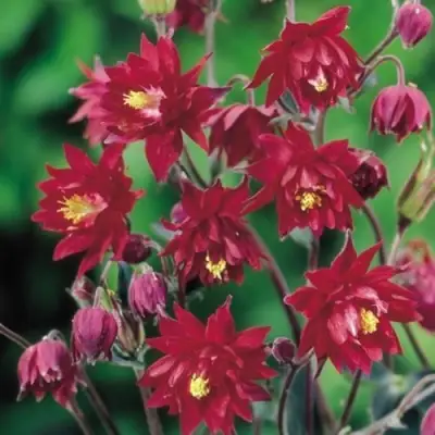 Аквилегия РУБИ ПОРТ обыкновенная в Светлогорске