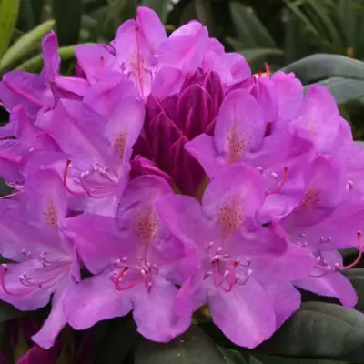 Рододендрон РОЗЕУМ ЭЛЕГАНС в Светлогорске