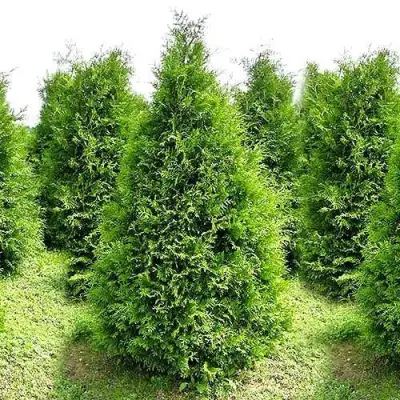 Туя БРАБАНТ западная в Светлогорске