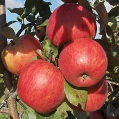 Яблоня ПЕРСИКОВАЯ в Светлогорске