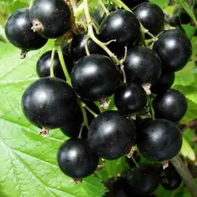 Смородина чёрная ЭКЗОТИКА в Светлогорске