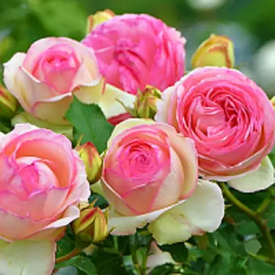 Роза ПЬЕР ДЕ РОНСАР плетистая в Светлогорске