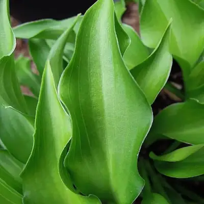 Хоста ГАРРИ ВАН ТРИЕР в Светлогорске