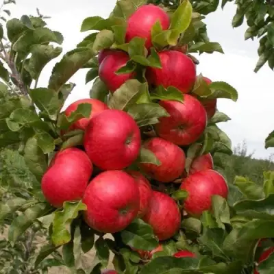Яблоня ТРАЙДЕНТ колонновидная в Светлогорске