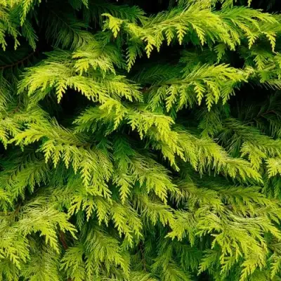 Кипарисовик ГОЛДЕН ВОНДЕР лавсона в Светлогорске