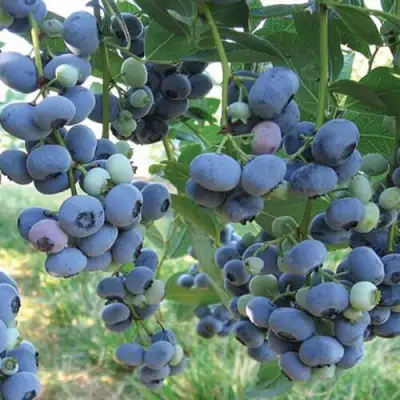 Голубика ЛИБЕРТИ в Светлогорске