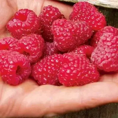 Малина ДЖОАН ДЖИ (ДЖОАН ДЖЕЙ) в Светлогорске