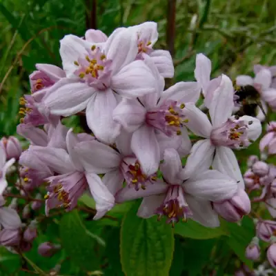 Дейция МОУНТ РОУЗ в Светлогорске