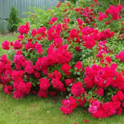 Роза РАДОСТЬ САДОВНИКА (ГАРТЕН ФРОЙДЕ) почвопокровная в Светлогорске