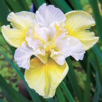 Ирис ЙЕЛЛОУ ТЕЙЛ сибирский в Светлогорске