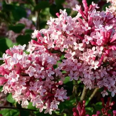 Сирень РЕД ПИКСИ в Светлогорске