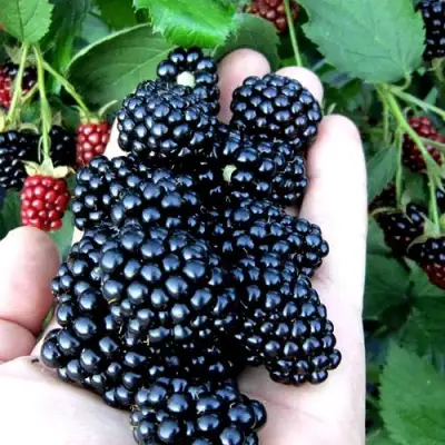 Ежевика ПОЛАР бесшипная  в Светлогорске