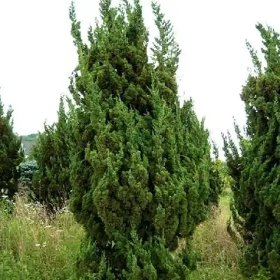 Можжевельник КАЙЗУКА китайский в Светлогорске