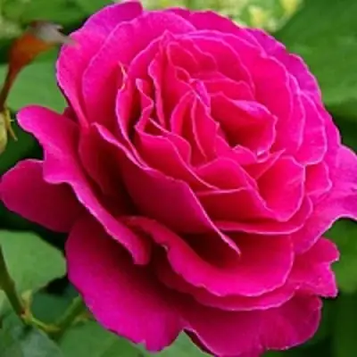 саженцы розы Малиновый Звон