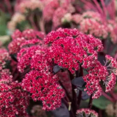 Очиток (седум) РЕД КАУЛИ в Светлогорске