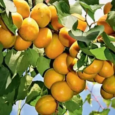 Абрикос БРЯНСКИЙ РАННИЙ в Светлогорске