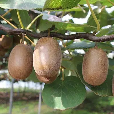 Актинидия ЗАКАРПАТЬЕ киви в Светлогорске
