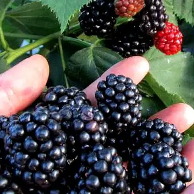 Ежевика ЭВЕРГРИН бесшипная  в Светлогорске