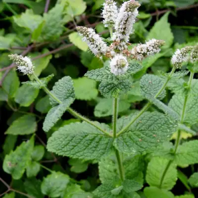 Мята яблочная в Светлогорске