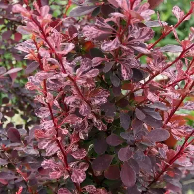 Барбарис РОУЗ ГЛОУ тунберга в Светлогорске