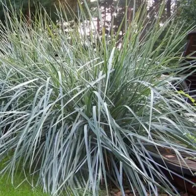 Элимус БЛЮ ДЮН песчаный в Светлогорске