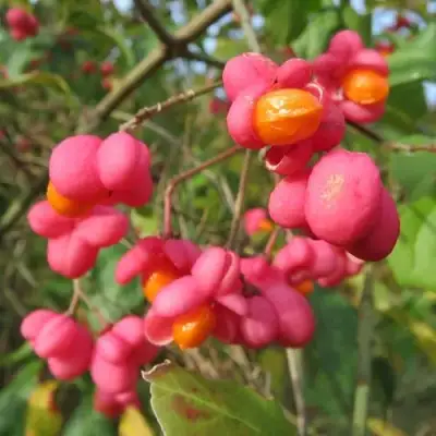 Бересклет ЕВРОПЕЙСКИЙ в Светлогорске