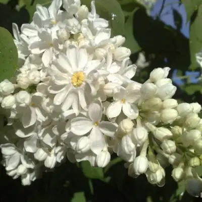 Сирень РОЧЕСТЕР в Светлогорске