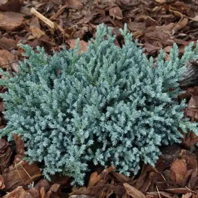 Можжевельник БЛЮ СПАЙДЕР чешуйчатый в Светлогорске