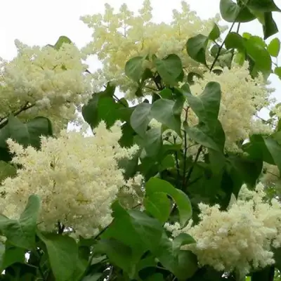 Сирень АМУРСКАЯ в Светлогорске