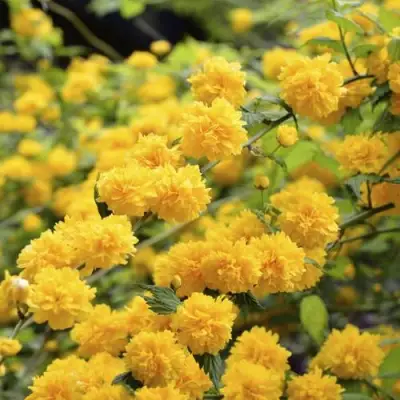 Керрия японская АУРЕОВАРИЕГАТТА в Светлогорске