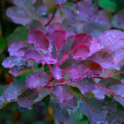 Скумпия ГРЕЙС в Светлогорске