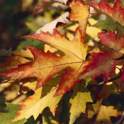 Клен серебристый в Светлогорске