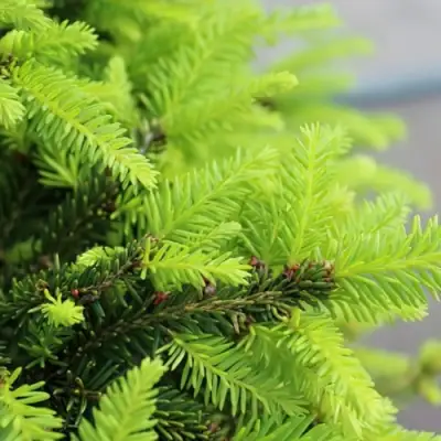 Ель НИДИФОРМИС обыкновенная в Светлогорске