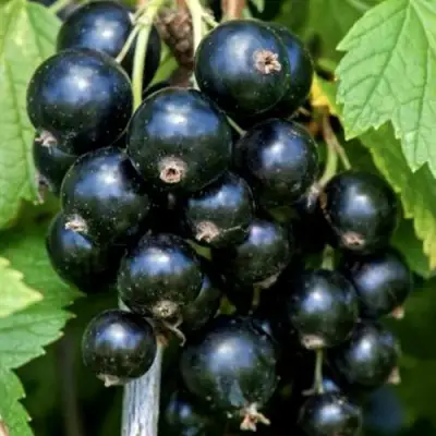 Смородина чёрная СЕЛЕЧЕНСКАЯ в Светлогорске