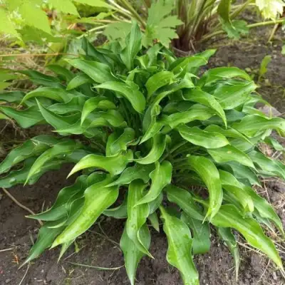 Хоста ГАРРИ ВАН ТРИЕР в Светлогорске