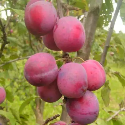 Слива ЭДИНБУРГСКАЯ в Светлогорске