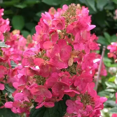 Гортензия МЕГА МИНДИ метельчатая в Светлогорске