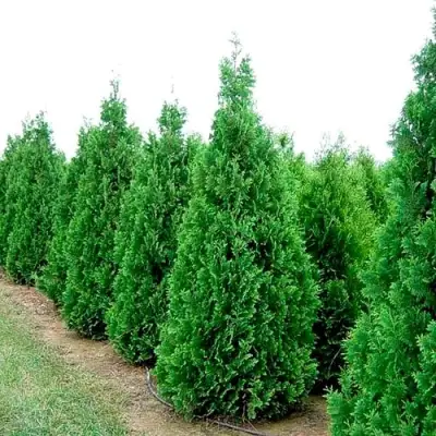 Туя СПИРАЛИС западная в Светлогорске