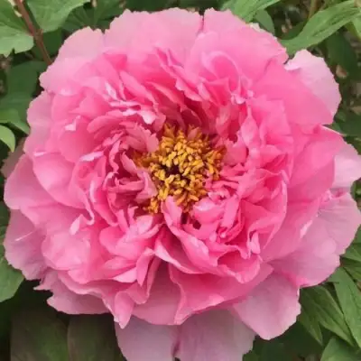 Пион РОЗОВЫЙ ЛОТОС древовидный в Светлогорске