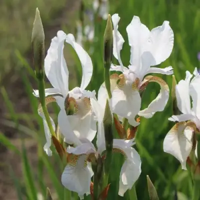 Ирис АЛЬБА сибирский в Светлогорске