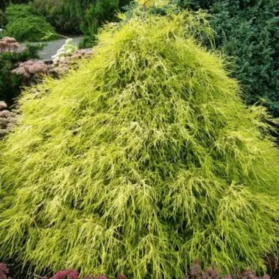 Кипарисовик ФИЛИФЕРА АУРЕА горохоплодный в Светлогорске